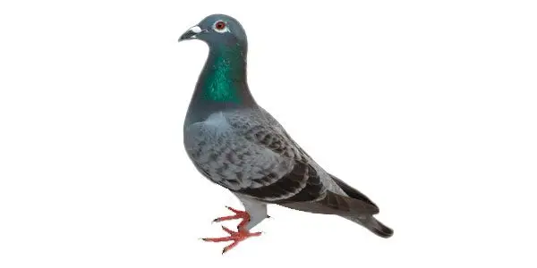 control de aves en Tarragona