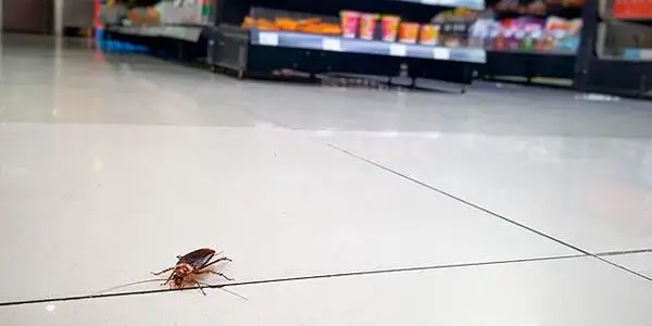 control de plagas almacen y tiendas