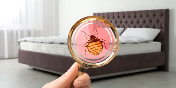 control de plagas en hoteles