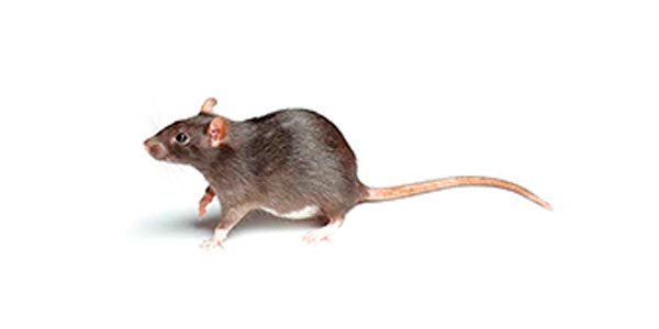 control plaga ratas