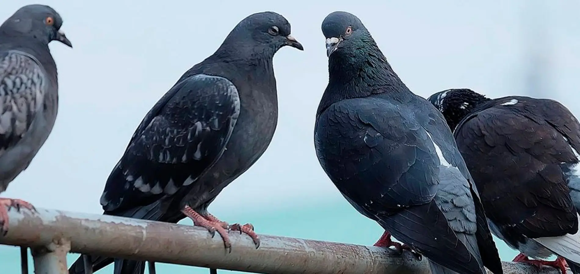 control plagas de aves en Tarragona Barcelona
