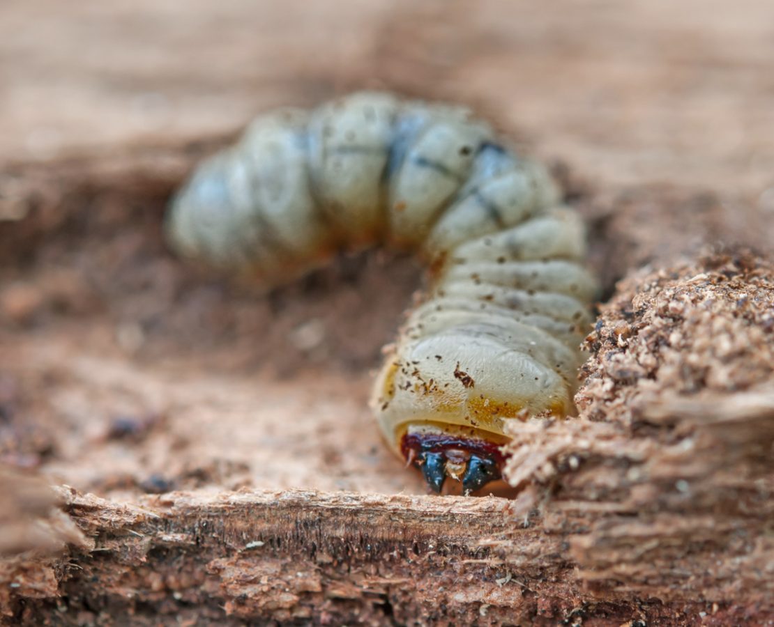 little woodworm