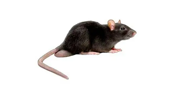 rat pest control in Tarragona black rat