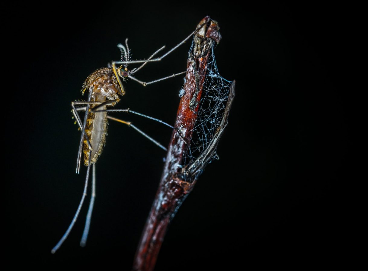 control de plagas de mosquitos