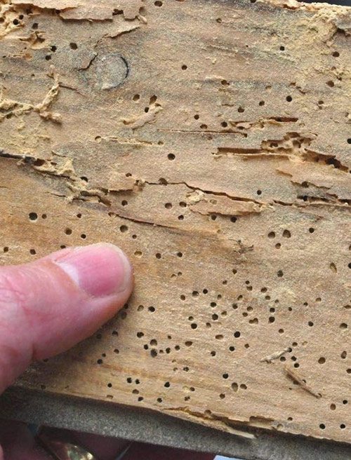 sintomas carcoma de la madera Tarragona