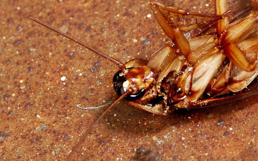 Cockroach infections and how to avoid them