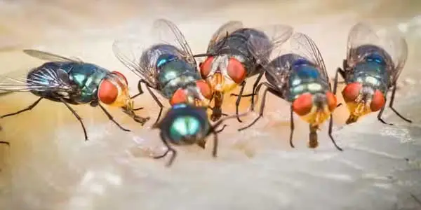 control plagas de moscas tarragona