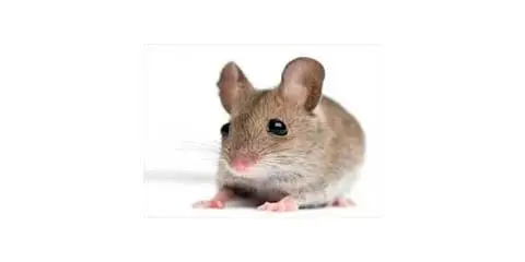 mouse deratization in Tarragona