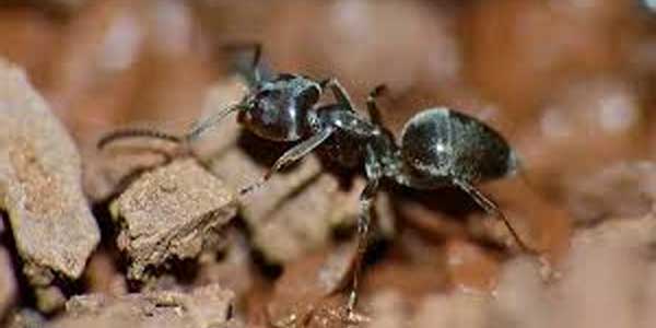 hormigas de jardín exterminador tarragona