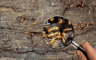 ¿Qué hacer en caso de plaga de termitas?