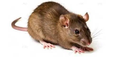 gray rat deratization in tarragona
