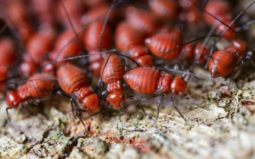 plaga de termitas