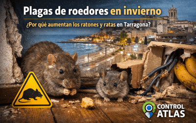 Plagas de roedores en invierno: por qué aumentan los ratones y ratas en Tarragona
