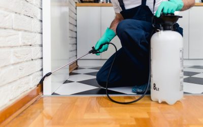 ¿Qué enfermedades transmiten las cucarachas y cómo prevenirlas?